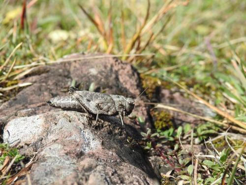 Rotflügelige Schnarrschrecke (Psophus stridulus)