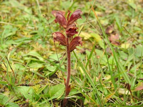 DSCN7997 Sommerwurze (Orobanche) 