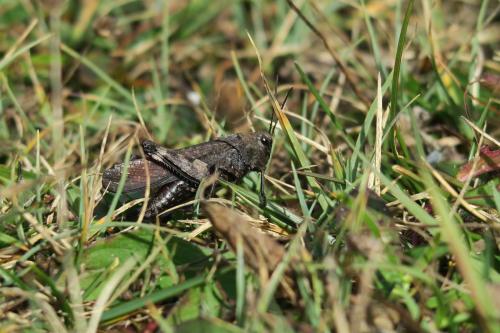 Rotflügelige Schnarrschrecke (Psophus stridulus)